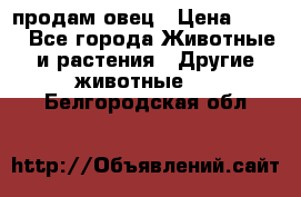  продам овец › Цена ­ 100 - Все города Животные и растения » Другие животные   . Белгородская обл.